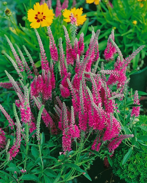 Veronica spicata 'Rotfuchs', Ähriger Ehrenpreis, rosa, ca. 9x9 cm Topf