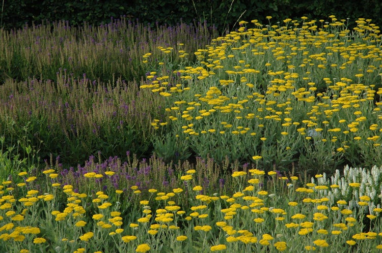 Achillea filipendulina 'Coronation Gold', Schafgarbe, goldgelb, ca. 9x9 cm Topf
