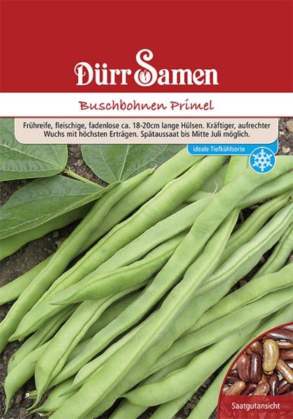 Samentüte für Buschbohnen Primel mit Abbildung von grünen Bohnen, Detailansicht der Samen und Hinweis auf Eignung zum Einfrieren. Dürr Samen Logo.
