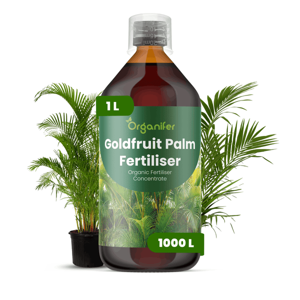 Organifer Goldfruchtpalmen-Dünger, 1 Liter, organisches Düngerkonzentrat für Goldfruchtpalmen.