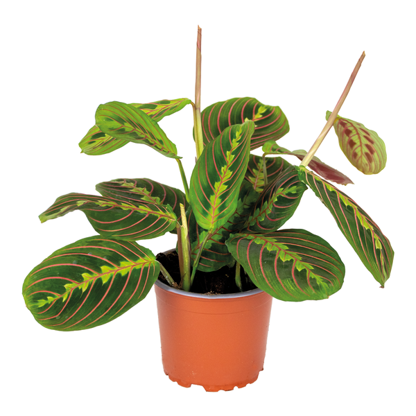 Maranta Tricolor – Gebetspflanze – Zimmerpflanze – Luftreinigend – ⌀12cm –↕10-15 cm