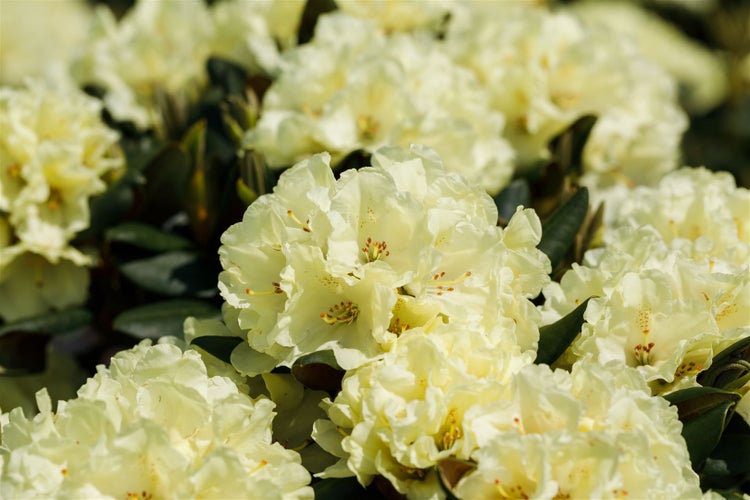 Rhododendron yakushimanum 'Millenium Gold', gelb, 40–50 cm