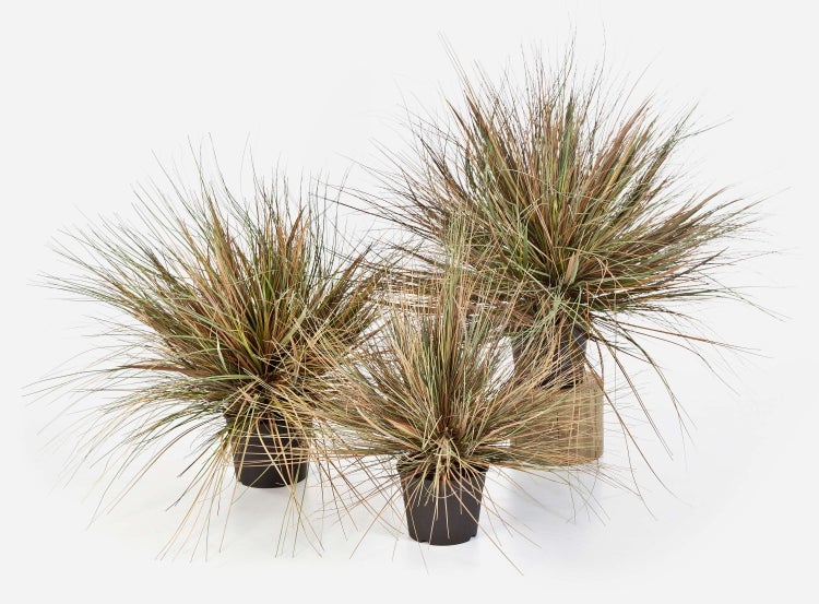 Künstliche Orchidee Phalaenopsis in Weiß mit grünen Blättern und einem Stützstab aus Bambus.