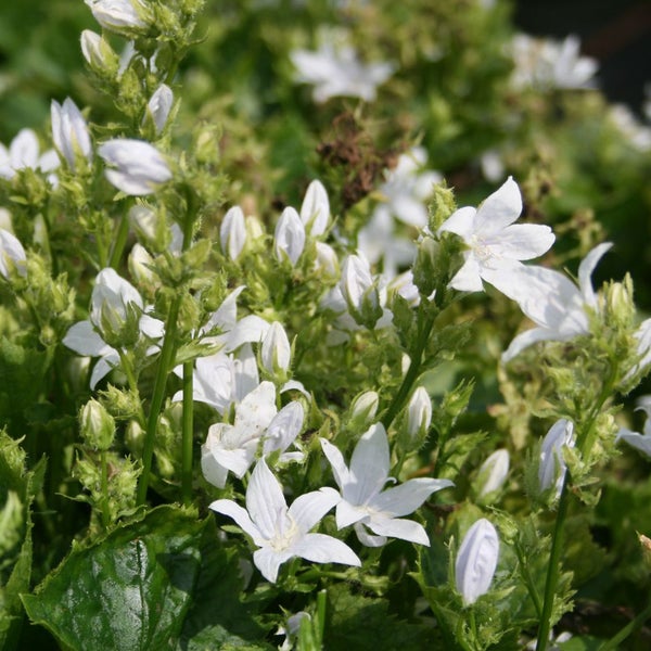 Nahaufnahme von weißen Dalmatinerglockenblumen im Garten.
