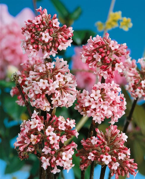 Viburnum bodnantense 'Charles Lamont', Duft-Schneeball, rosa, 60–80 cm