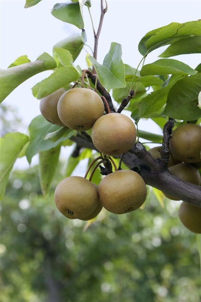 Pyrus pyrifolia 'Kumoi', Nashi-Birne, 150–200 cm, saftig-süß