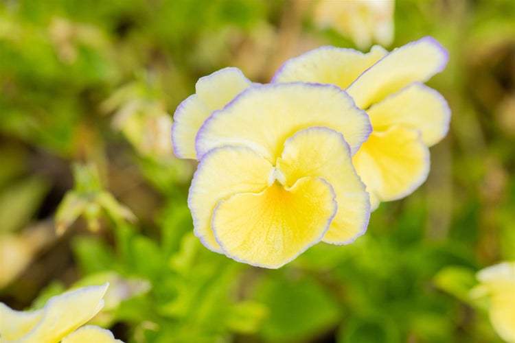 Gelbes Stiefmütterchen im Nahbereich