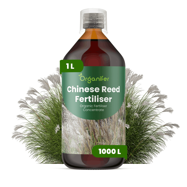 Organifer Chinaschilf-Dünger, 1 Liter Flasche organisches Flüssigdünger-Konzentrat mit Messbecher.