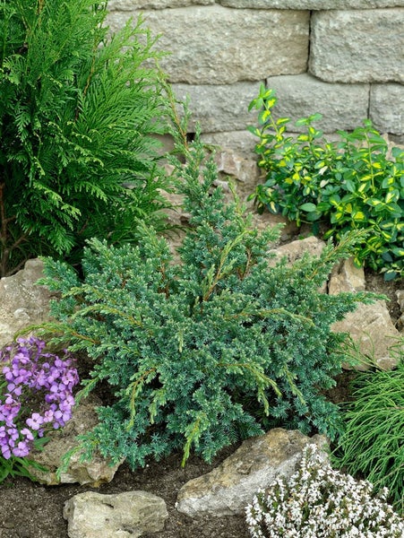 Juniperus squamata 'Blue Swede', blauer Zwergwacholder, 25–30 cm