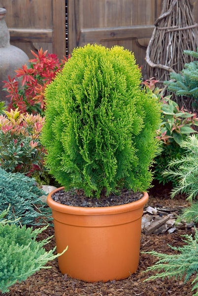 Nahaufnahme von Thuja-Zweigen