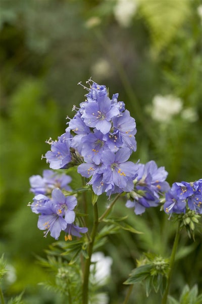 Polemonium caeruleum, Jakobsleiter, blau, ca. 9x9 cm Topf