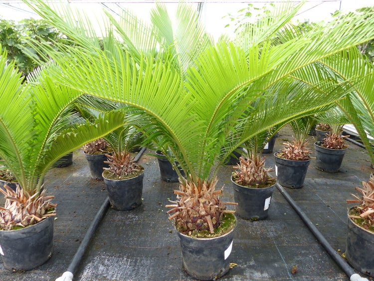 Japanische Sagopalme Cycas revoluta mit grünen Wedeln in schwarzen Pflanztöpfen in einem Gewächshaus.