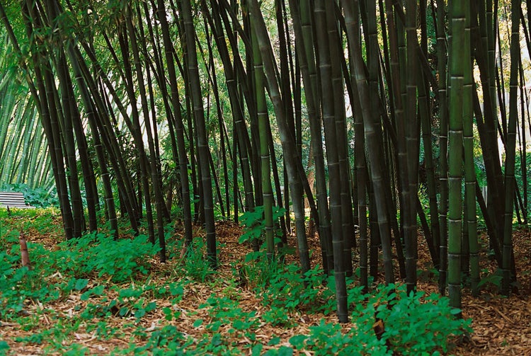Phyllostachys nigra, Schwarzer Bambus, 80–100 cm