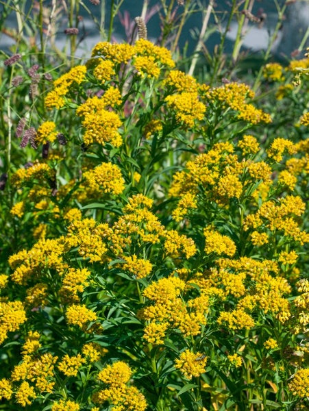 Solidago x cult.'Laurin', Goldrute, kompakt, ca. 9x9 cm Topf
