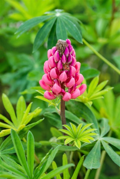 Lupinus polyphyllus 'Kronleuchter', Lupine, gelb-rot, ca. 11x11 cm Topf