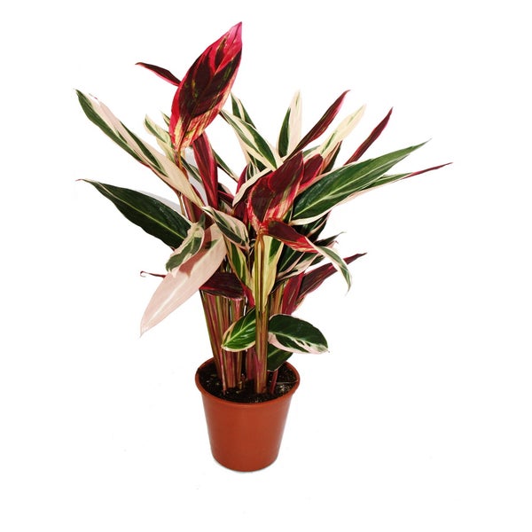 XXL-Schattenpflanze Calathea insigne Triostar Stromanthe sanguinea 19cm Topf ca. 70-80cm hoch