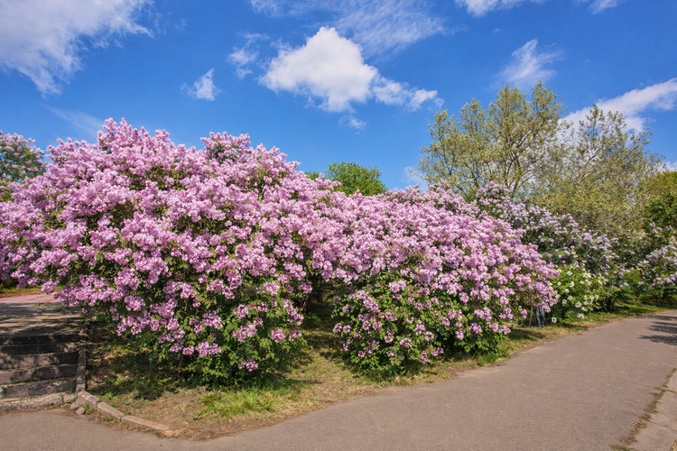 Große, blühende Fliederbüsche mit vielen lila Blüten an einem Gartenweg unter blauem Himmel.