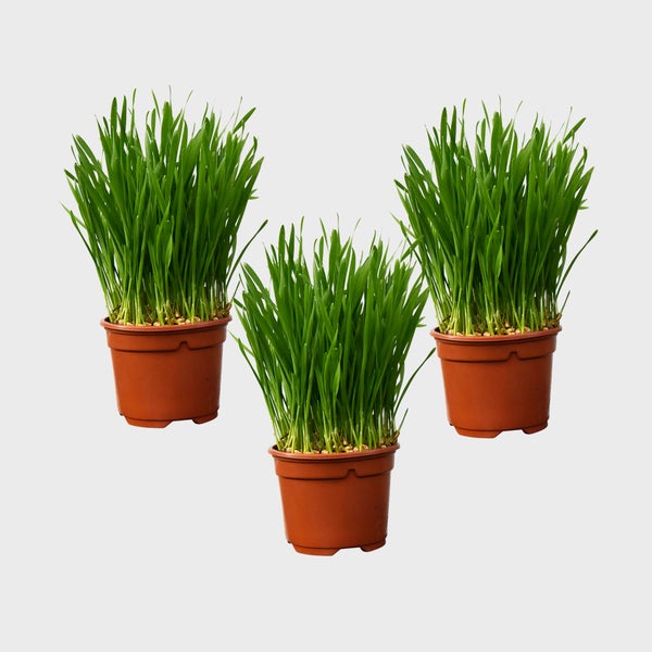 Katzengras Weizengras Soft (Triticum aestivum) – 3er-Set - Biologische Zimmerpflanze mit ø 9 cm Topf | Pflegeleichte Futterpflanze für Katzen (10–15 cm)