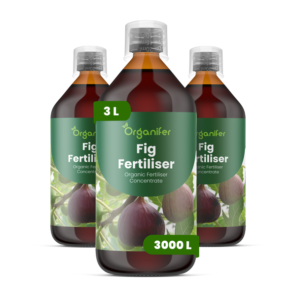 Nahaufnahme von flauschigen Samenständen eines Ziergrases. Organifer Logo.