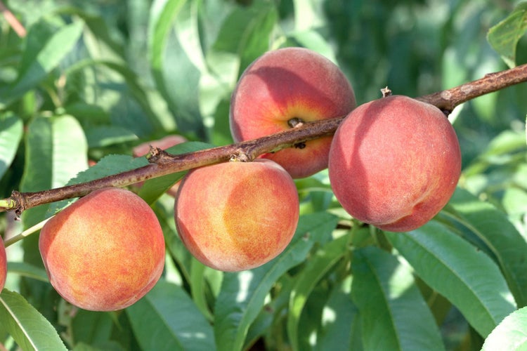 Prunus persica 'Dixired', Pfirsichbaum, 150–200 cm, saftig-süß