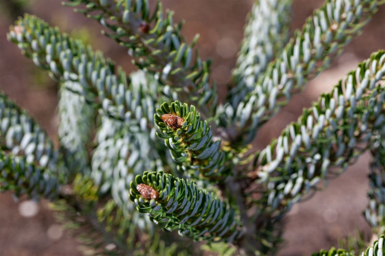 Abies koreana 'Silver Star', Koreatanne, silberne Nadeln, 20–25 cm