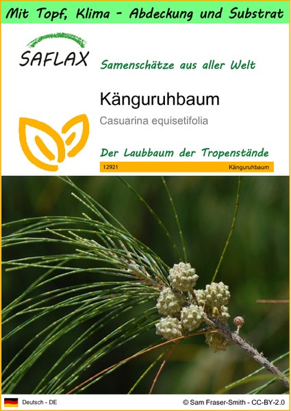 SAFLAX Garden to go - Känguruhbaum - Casuarina equisetifolia - 200 Samen - Mit Topf, Klima - Deckel und Anzuchtsubstrat