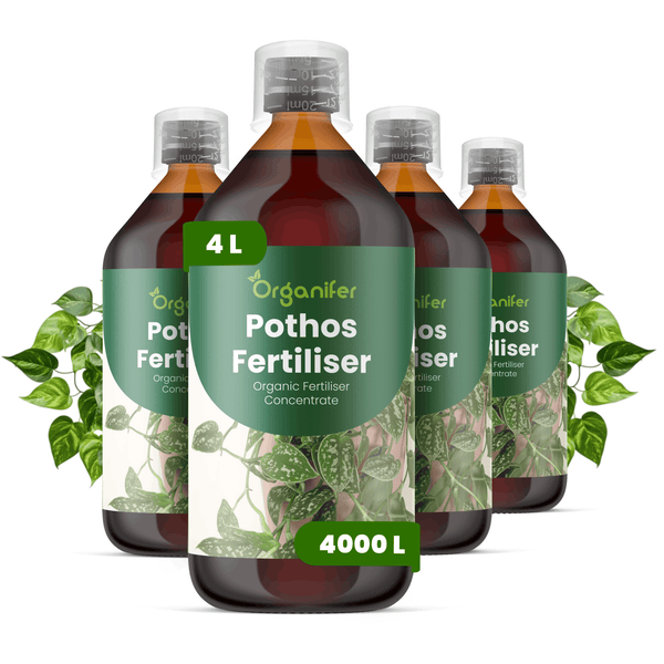 Organifer Pothos Dünger, organisches Düngerkonzentrat, vier Flaschen zu je 1 Liter, ausreichend für 4000 Liter.