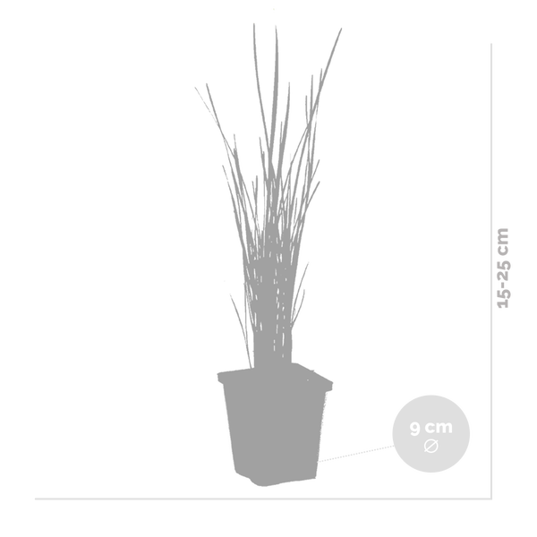 Pflanze im quadratischen Topf mit einer Wuchshöhe von 15 bis 25 Zentimeter und einem Topfdurchmesser von 9 Zentimeter.
