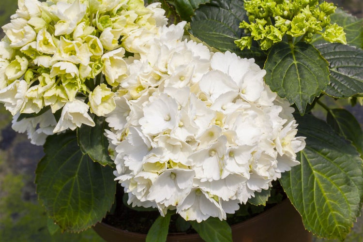 Nahaufnahme einer Hortensienpflanze mit weißen und gelben Blüten