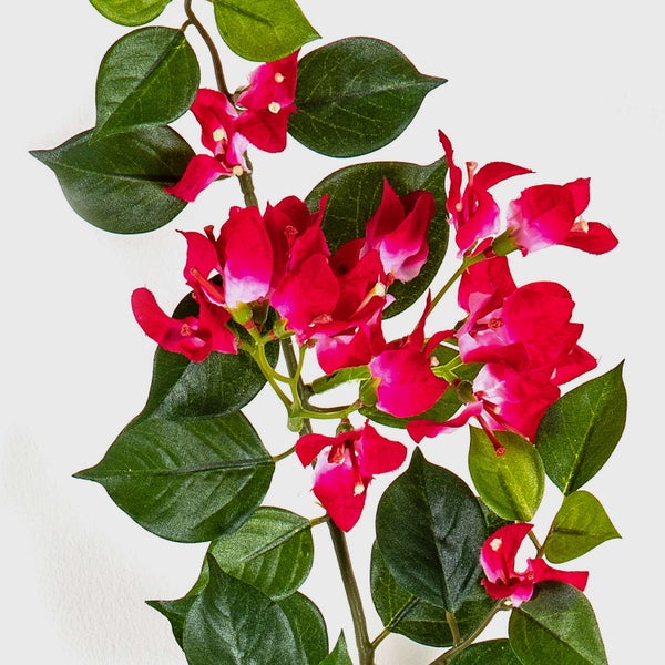 Detailaufnahme eines Korallenkaktus Rhipsalis mit grünen gezackten Trieben.