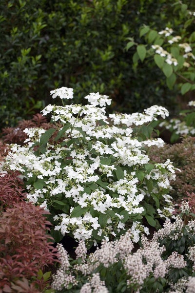 Viburnum plicatum 'Watanabe', Japanischer Schneeball, weiß, 40–60 cm