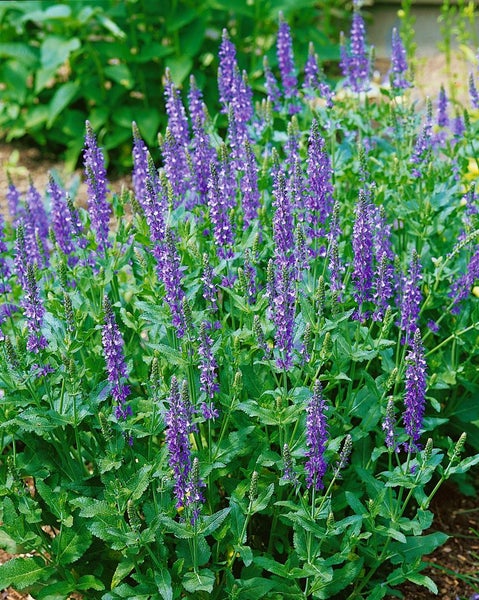 Gruppe von blühenden Salbei Pflanzen im Garten