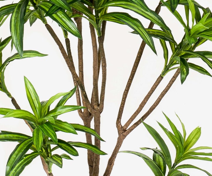 Zimmerpflanze Dracaena mit gemusterten Blättern und braunem Stamm.