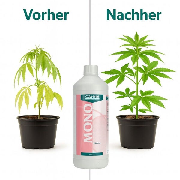 Vergleichsbild von Canna Mono Phosphor Pflanzendünger mit einer Pflanze vor und nach der Anwendung in Blumentöpfen.