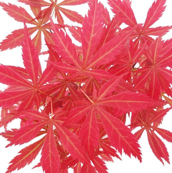 Bonsai Japanischer Fächerahorn - Acer palm. atropurpureum 15cm eckige Schale