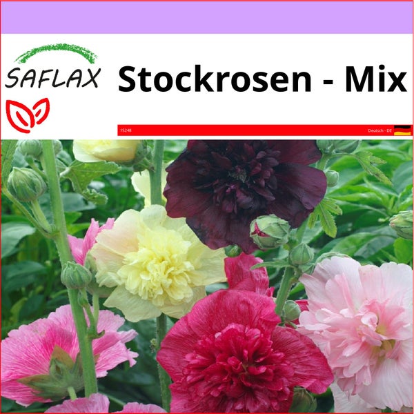 SAFLAX  - Stockrosen - Mix - Alcea rosea - 100 Samen