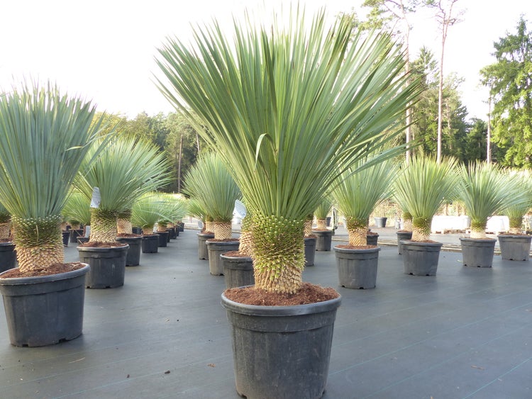 Yucca Rostrata 150 - 160 cm, Stamm 30 - 35 cm winterhart