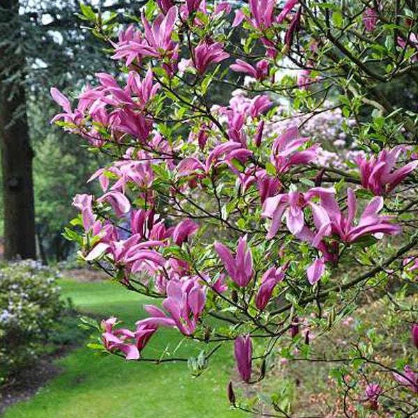 Magnolienbaum mit violetten Blüten im Garten
