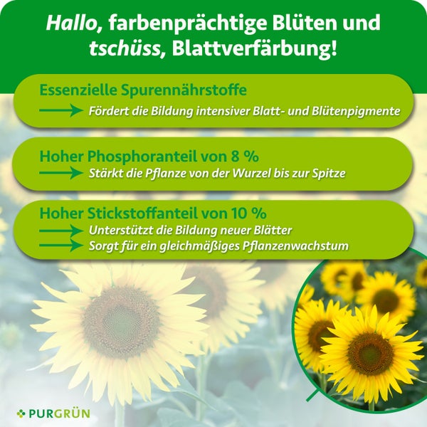 Infografik mit Wirkungsweise von Purgrün Pflanzendünger mit Spurennährstoffen, 8 Prozent Phosphor und 10 Prozent Stickstoff für Sonnenblumen.