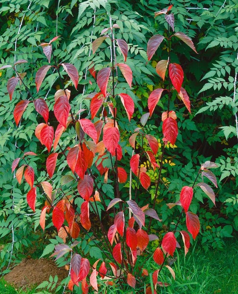 Cornus alba 'Kesselringii', Hartriegel, dunkelrot, 60–100 cm