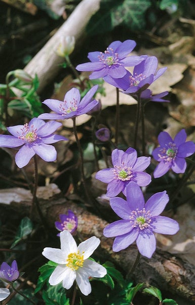 Hepatica nobilis, Leberblümchen, ca. 9x9 cm Topf, blau blühend