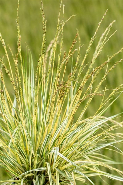 Molinia caerulea 'Variegata', Moorgras, gestreift, ca. 9x9 cm Topf