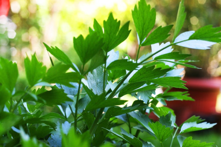 SAFLAX Anzucht Set - BIO - Liebstöckel - Levisticum officinale - 100 Samen - Mit Mini-Gewächshaus, Anzuchtsubstrat und 2 Töpfen