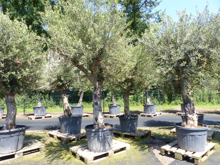 Premium Olivenbaum 220-260 cm buschige Krone, winterharte Olive, Olea europaea