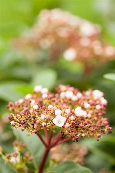Nahaufnahme einer blühenden Viburnum-tinus-Pflanze