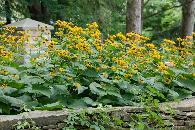 Inula magnifica, Pracht-Alant, gelb, ca. 9x9 cm Topf