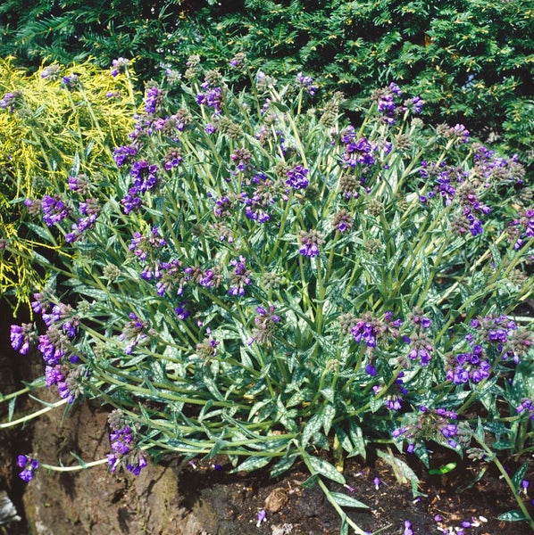 Blühende Kaukasusvergissmeinnicht Pflanze im Garten.