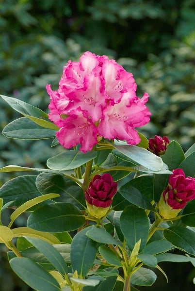 Rhododendron yakushimanum 'Blurettia', rosa Blüten, 40–50 cm