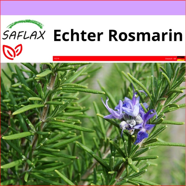 SAFLAX  - Echter Rosmarin - Rosmarinus officinalis - 100 Samen