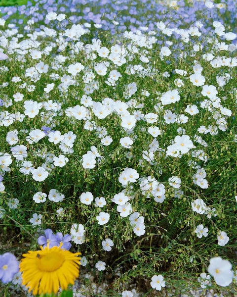 Linum perenne 'Album', Staudenlein, weiß, ca. 9x9 cm Topf